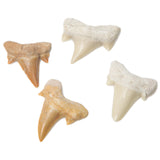 Tooth shark fossil - سن القرش